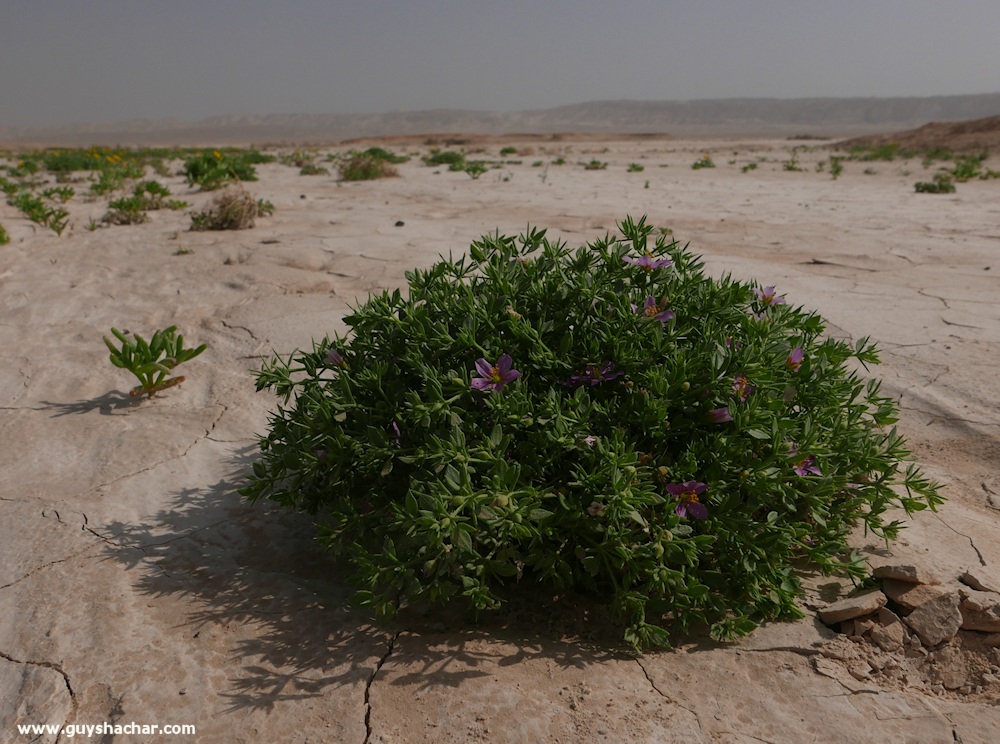 Judean_Desert_Dead_Sea_Flowers_P1010788