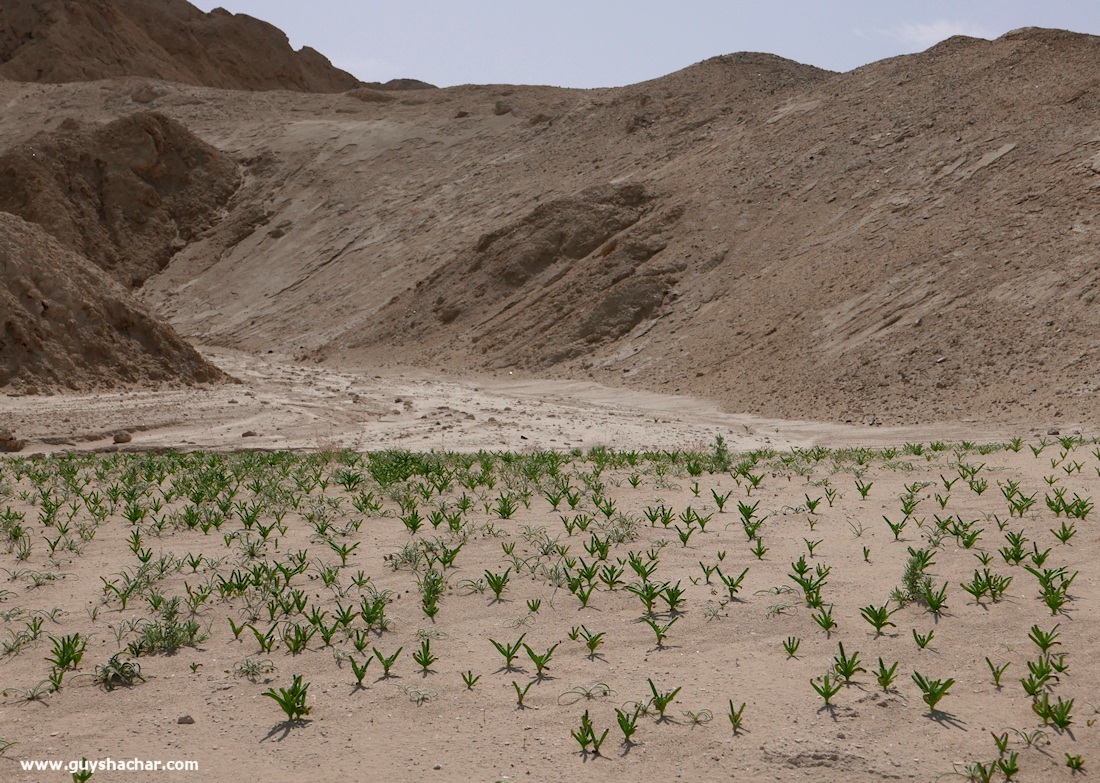 Judean_Desert_Dead_Sea_Flowers_P1010801