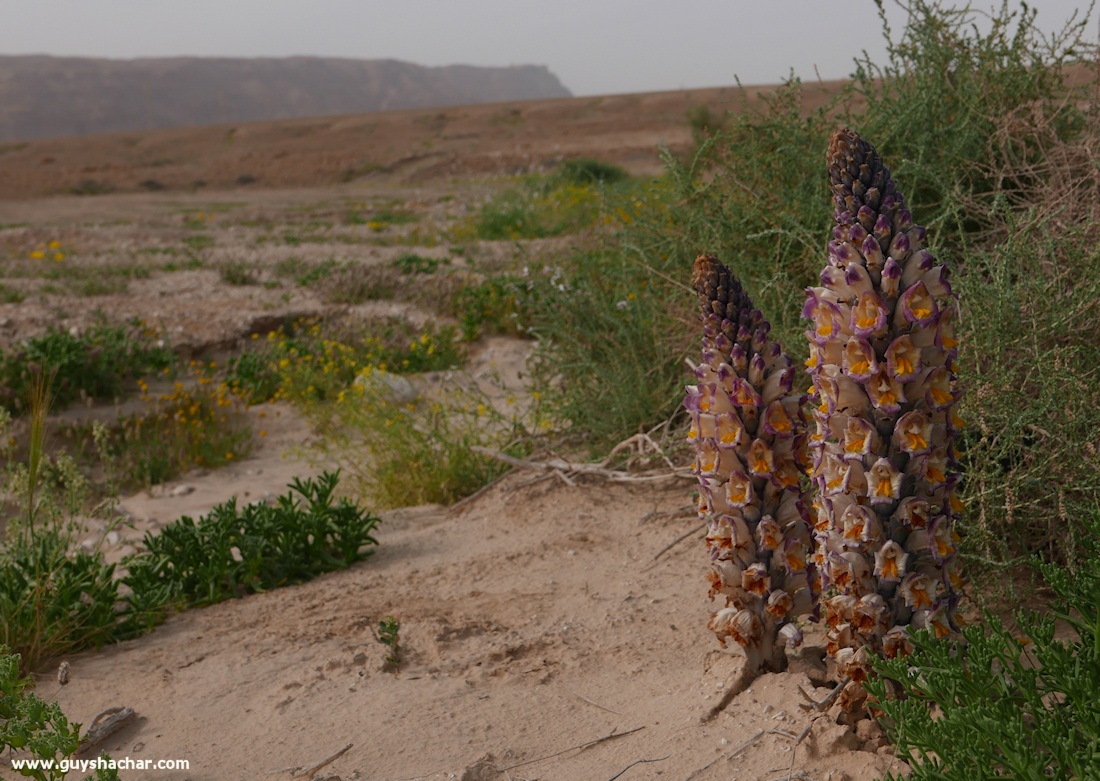 Judean_Desert_Dead_Sea_Flowers_P1010867