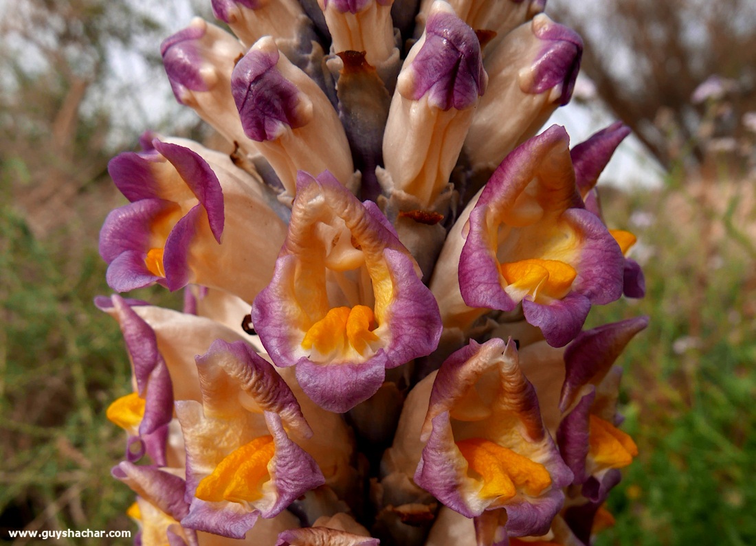 Judean_Desert_Dead_Sea_Flowers_P1010869