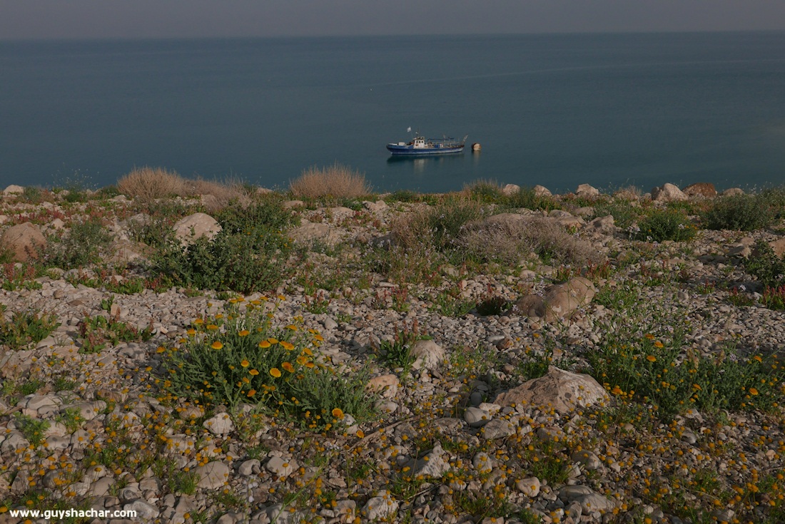 Judean_Desert_Dead_Sea_Flowers_P1020045