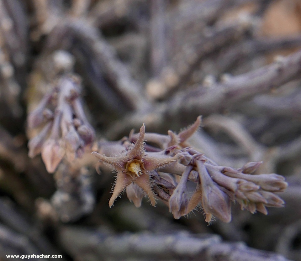 Judean_Desert_Dead_Sea_Flowers_P1020056