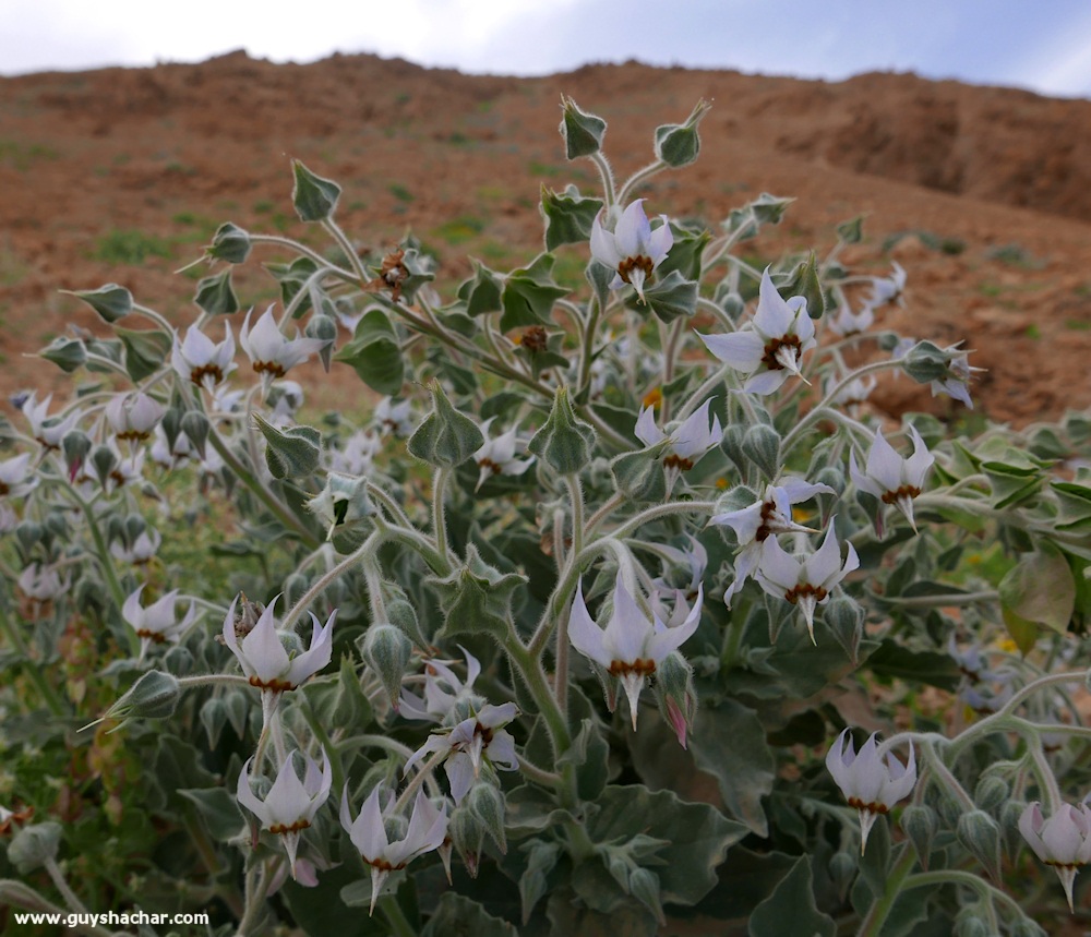 Judean_Desert_Dead_Sea_Flowers_P1020112