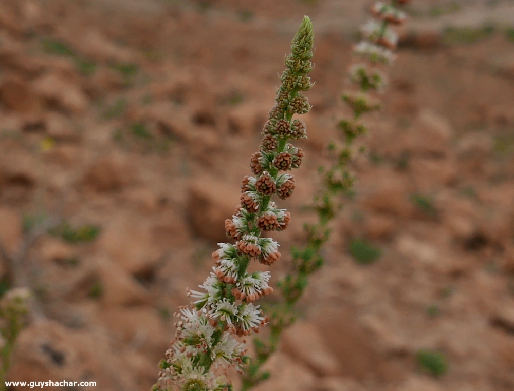 Judean_Desert_Dead_Sea_Flowers_P1020124