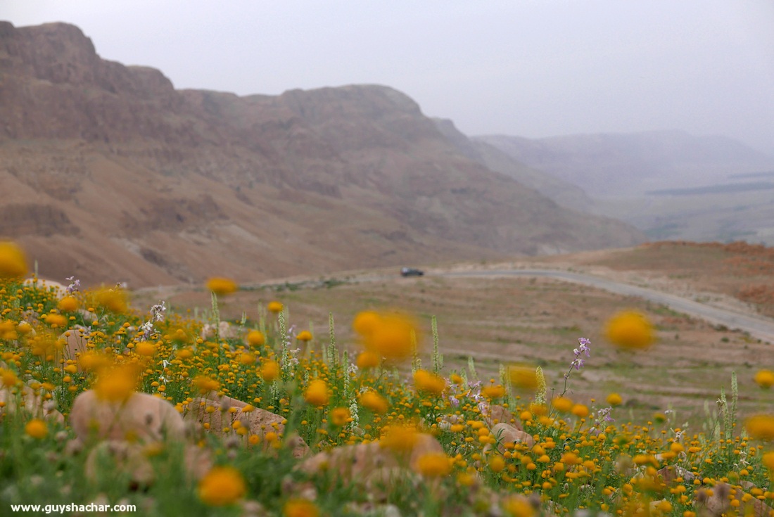 Judean_Desert_Dead_Sea_Flowers_P1020135
