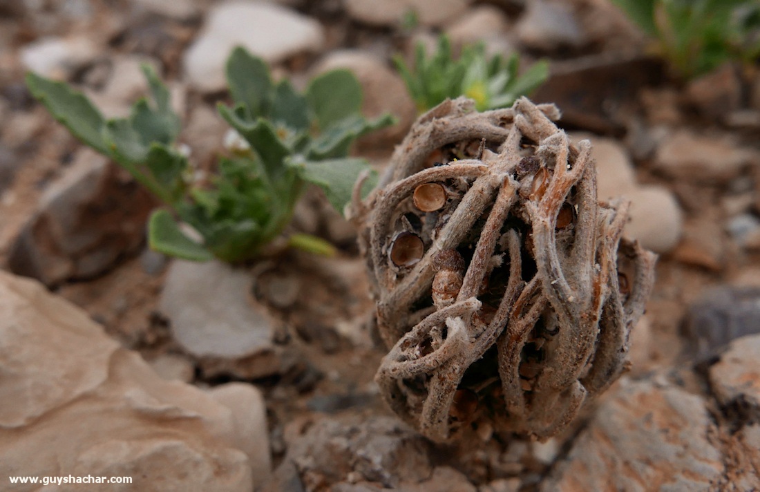 Judean_Desert_Dead_Sea_Flowers_P1020146