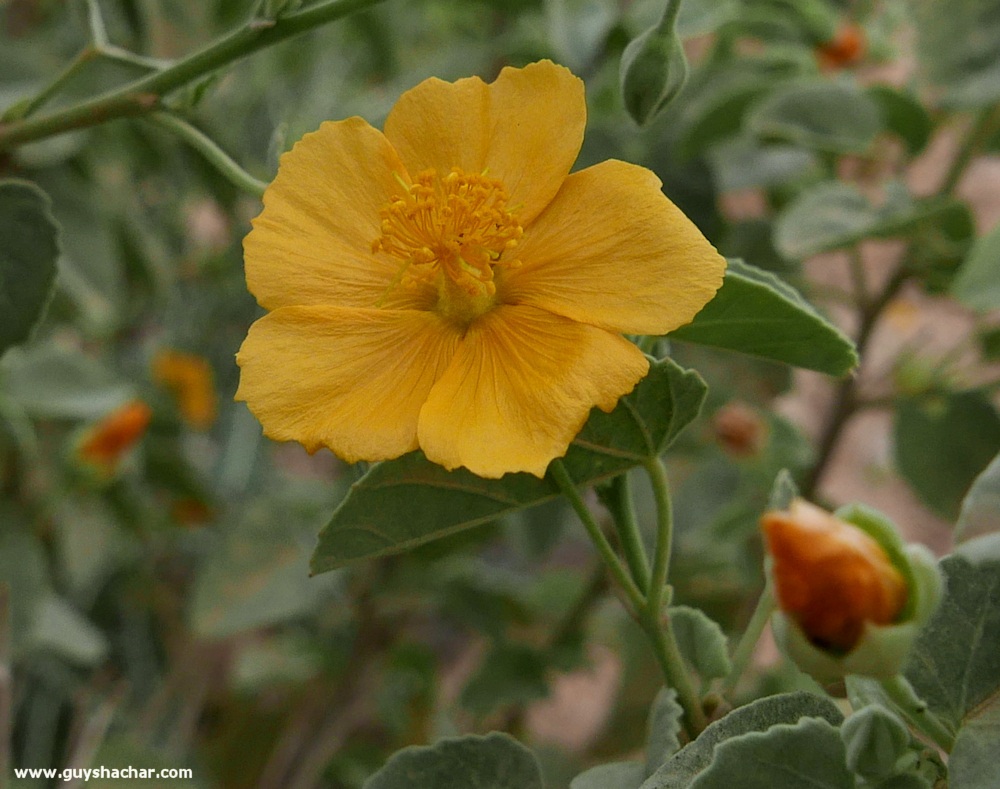Judean_Desert_Dead_Sea_Flowers_P1020149