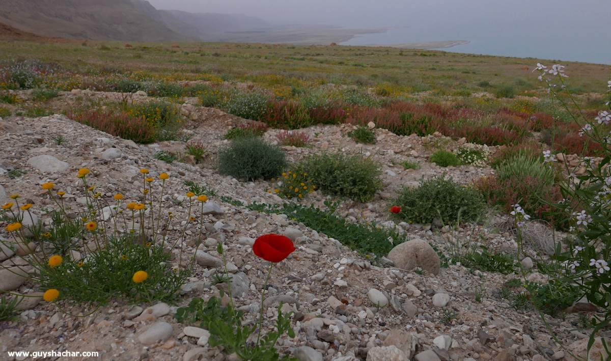 Judean_Desert_Dead_Sea_Flowers_P1020159