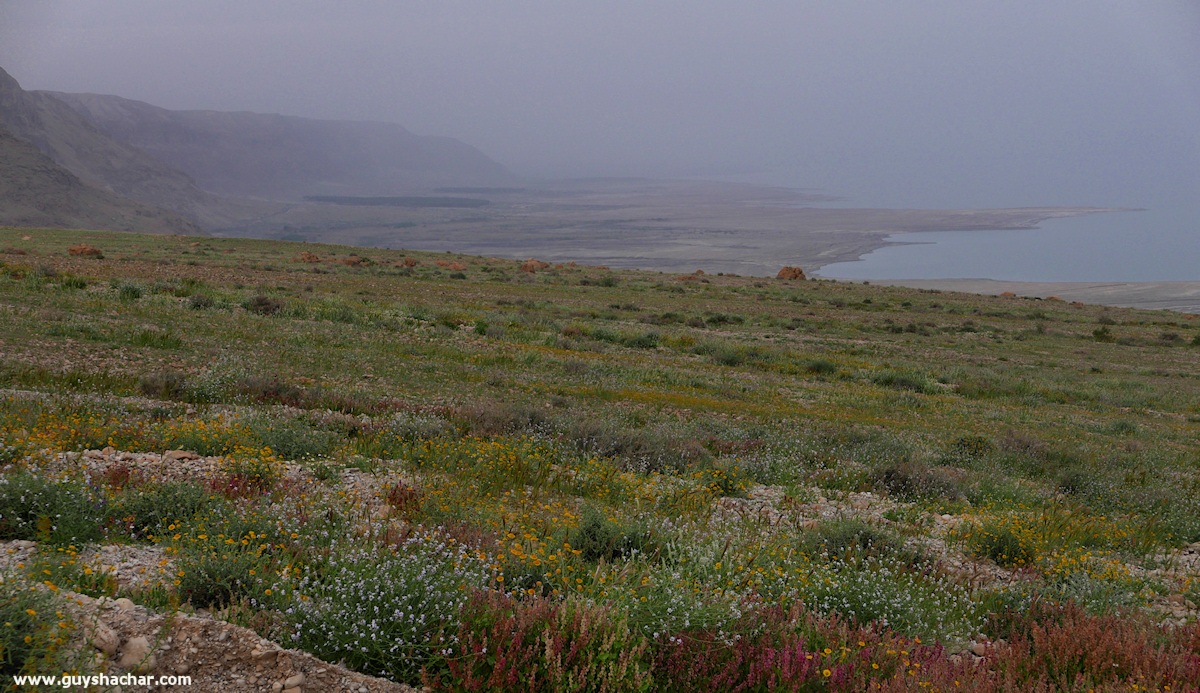 Judean_Desert_Dead_Sea_Flowers_P1020162