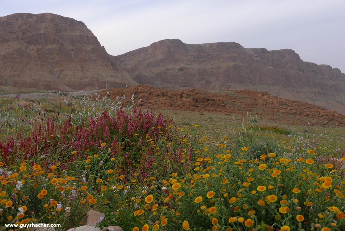 Judean_Desert_Dead_Sea_Flowers_P1020165