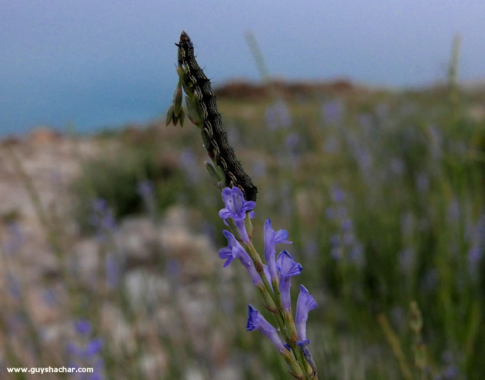 Judean_Desert_Dead_Sea_Flowers_P1020182