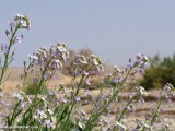 Eilat_Area_Flowers_Mar_2013_DSC_2010