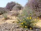 Eilat_Area_Flowers_Mar_2013_DSC_2039