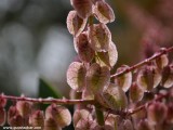 Eilat_Area_Flowers_Mar_2013_DSC_2060