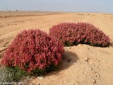 Eilat_Area_Flowers_Mar_2013_DSC_2072