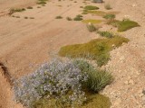 Eilat_Area_Flowers_Mar_2013_DSC_2077