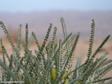 Eilat_Area_Flowers_Mar_2013_DSC_2087