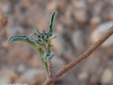 Eilat_Area_Flowers_Mar_2013_DSC_2088