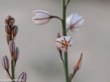 Eilat_Area_Flowers_Mar_2013_DSC_2092