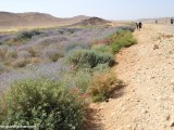 Eilat_Area_Flowers_Mar_2013_DSC_2110