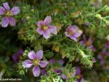 Eilat_Area_Flowers_Mar_2013_DSC_2112