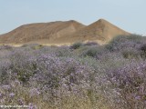 Eilat_Area_Flowers_Mar_2013_DSC_2113