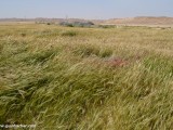 Eilat_Area_Flowers_Mar_2013_DSC_2124