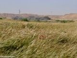 Eilat_Area_Flowers_Mar_2013_DSC_2125