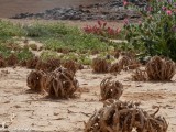 Eilat_Area_Flowers_Mar_2013_DSC_2137