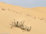 Eilat_Area_Flowers_Mar_2013_DSC_2149