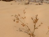 Eilat_Area_Flowers_Mar_2013_DSC_2153