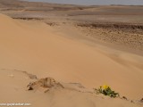 Eilat_Area_Flowers_Mar_2013_DSC_2159