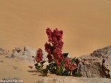 Eilat_Area_Flowers_Mar_2013_DSC_2167