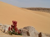 Eilat_Area_Flowers_Mar_2013_DSC_2168