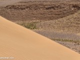 Eilat_Area_Flowers_Mar_2013_DSC_2171