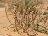 Eilat_Area_Flowers_Mar_2013_DSC_2175