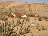 Eilat_Area_Flowers_Mar_2013_DSC_2177