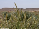 Eilat_Area_Flowers_Mar_2013_DSC_2182