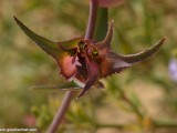 Eilat_Area_Flowers_Mar_2013_DSC_2184