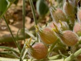 Eilat_Area_Flowers_Mar_2013_DSC_2186