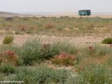 Eilat_Area_Flowers_Mar_2013_DSC_2192