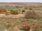 Eilat_Area_Flowers_Mar_2013_DSC_2193