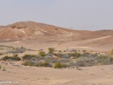 Eilat_Area_Flowers_Mar_2013_DSC_2206