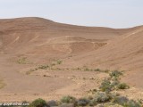 Eilat_Area_Flowers_Mar_2013_DSC_2214