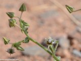 Eilat_Area_Flowers_Mar_2013_DSC_2260