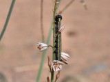 Eilat_Area_Flowers_Mar_2013_DSC_2261