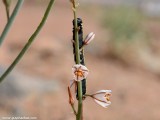 Eilat_Area_Flowers_Mar_2013_DSC_2262