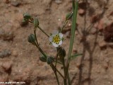 Eilat_Area_Flowers_Mar_2013_DSC_2265