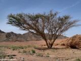 Eilat_Area_Flowers_Mar_2013_DSC_2270