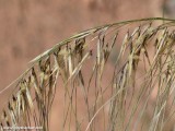 Eilat_Area_Flowers_Mar_2013_DSC_2271